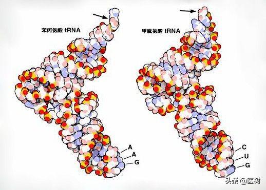 rna的三种类型与作用（了解RNA分类及作用）(6)