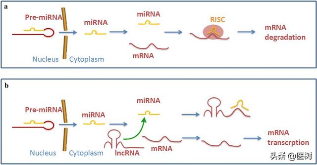 rna的三种类型与作用（了解RNA分类及作用）(9)
