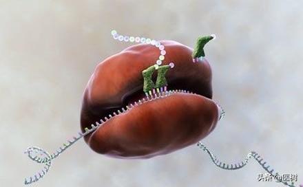 rna的三种类型与作用（了解RNA分类及作用）(3)