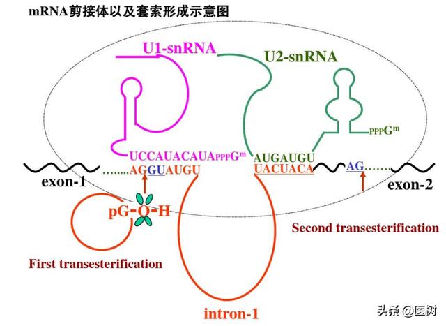 rna的三种类型与作用（了解RNA分类及作用）(15)