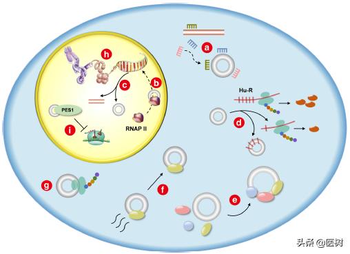 rna的三种类型与作用（了解RNA分类及作用）(14)
