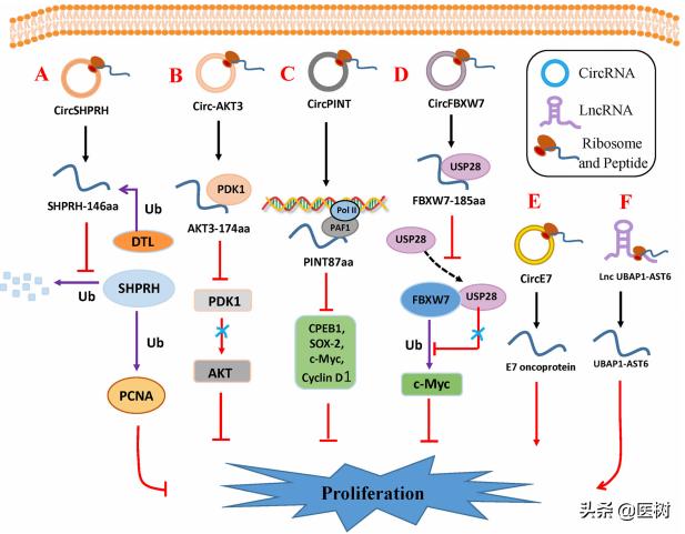 rna的三种类型与作用（了解RNA分类及作用）(13)