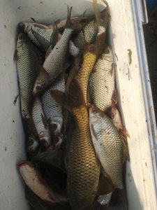 ​垂钓野生土鲮应当把握这几种技巧，才能制服狡猾难钓的鲮鱼