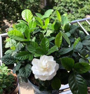 ​栀子花怎么养？记住四个“口诀”，新手也能养好栀子花