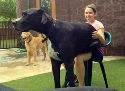 ​女生养大狗的5大好处，知道的人都会养