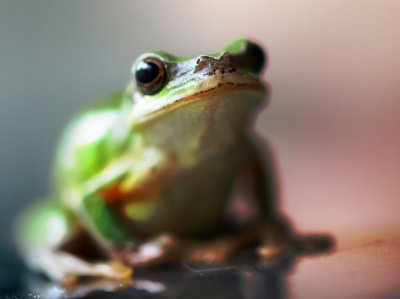 ​雨蛙有毒吗可以做宠物（中国雨蛙的饲养入门以及日常管理）