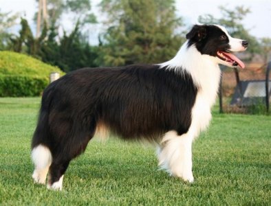 ​全世界犬类智商排行榜前30强，你家的狗狗有没有上榜？