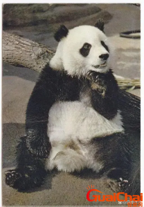 ​已死亡的大熊猫名单是什么？7月22日是哪只熊猫的死亡时间？