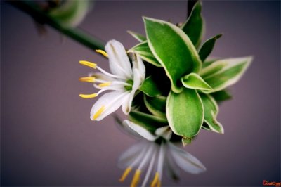 ​金边吊兰喜阴还是喜阳光？金边吊兰怎么养才能更旺盛