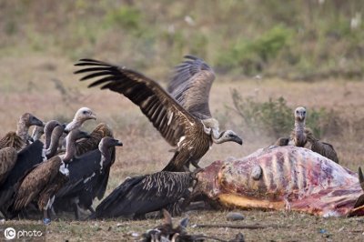 ​秃鹫翅膀超3米却不太会飞，以食尸为生，却只剩下不足2万只