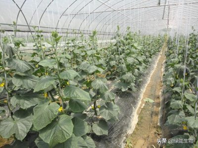 ​大棚种植黄瓜应该注意哪些问题呢？