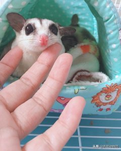 ​辟谣：蜜袋鼯刚到家怕人就是养不熟？错误，培养感情需要付出耐心