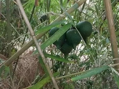 ​竹子结的果实原来长这样