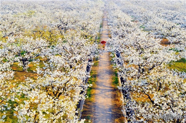 砀山县地理位置介绍（安徽砀山县属于哪个市管）-