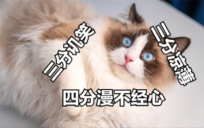 ​布偶猫是哪个国家的,又贵又难养，为何喜欢的人这么多？