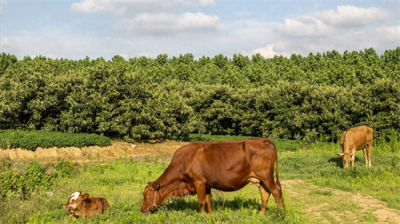 ​美国牛肉才8元，国产牛肉40元一斤，中国为什么坚持14年不进口