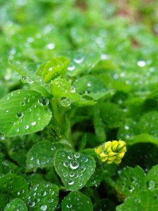 ​中药材天蓝苜蓿