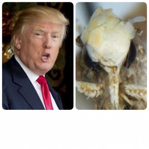​从今天开始，你可以叫这种蛾为特朗普