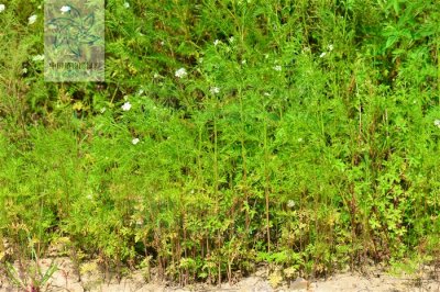 ​蛇床子图片大全（蛇床子的图片）