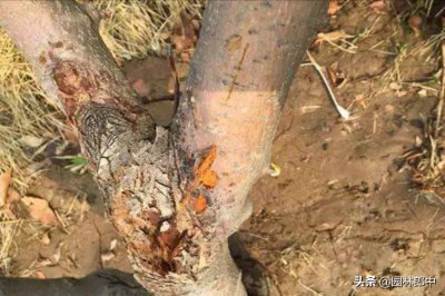 ​杨树腐烂病用什么药最管用（杨树腐烂病用什么药最管用呢）