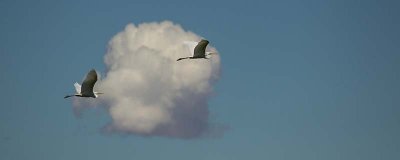 ​鸟的发声器官在哪里 鸟发出声音的部位