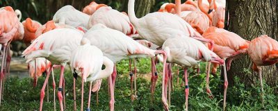 ​火烈鸟是哪个国家的国鸟 火烈鸟是哪个国家的国鸟图片