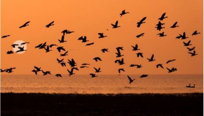 ​天鹅和大雁的区别在哪里 天鹅跟大雁的区别