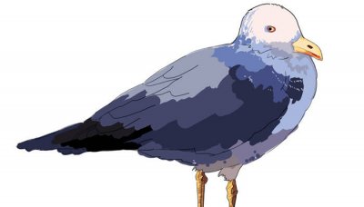 ​斑鸠是否是国家保护动物 野生斑鸠图片属于国家保护动物吗为什么