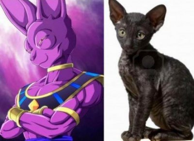 ​龙珠超中的比鲁斯是哪种猫原型-比鲁斯是什么动物