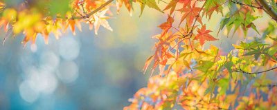 ​处暑和大暑哪个更热 处暑和大暑哪个热