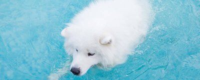 ​狗狗有哪几种品种 狗有几种品种分别是什么颜色