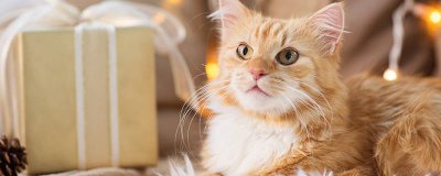 ​猫低声哼叫代表什么意思 猫发出低沉的哼哼声