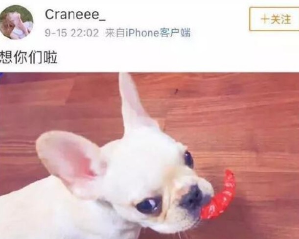 朱正廷的女朋友吻照片 朱正廷晒同款狗狗地板互动回应