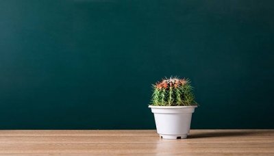 ​带壳贵如金啥意思 带壳贵如金是什么意思?