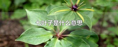 ​你是个七叶子是什么意思 临沂七叶子是什么意思