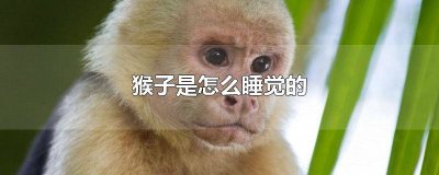 ​猴子怎样睡觉的图片 猴子怎样睡觉的视频