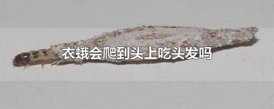 ​蛾蚋幼虫怎么会在头发上 衣蛾幼虫会爬出来吗