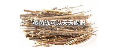 ​藏茵陈可以天天喝吗女人 藏茵陈可以天天喝吗百度
