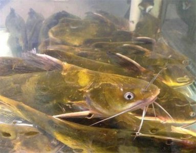 ​昂刺鱼需要把外面的黄皮洗没吗[昂刺鱼外面的黄膜要弄掉吗]