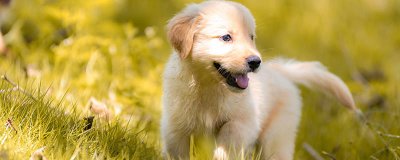 ​狗狗中暑了该怎么办 狗狗中暑了什么症状