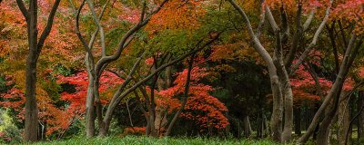 ​森林防火的重要内容是什么 森林防火的措施和重大意义