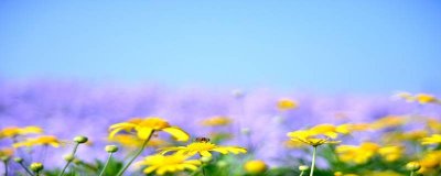 ​蜂蜡有哪些作用 蜂蜡有何作用