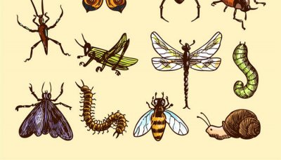 ​家里有蜈蚣预示会发财 杀死蜈蚣会有报应吗