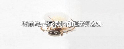 ​墙上有很多小蜘蛛怎么办 墙角有蜘蛛网怎么回事
