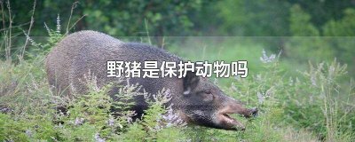 ​中国野猪是保护动物吗知乎 中国野猪是不是保护动物