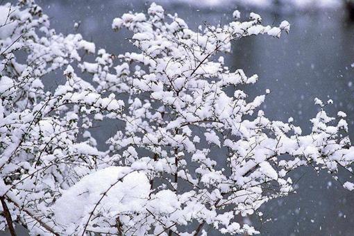 千树万树梨花开和雨打梨花深闭门哪一句是指真正的梨花