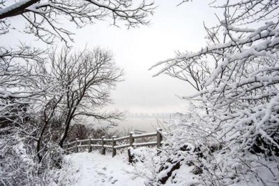 ​千树万树梨花开和雨打梨花深闭门哪一句是指真正的梨花