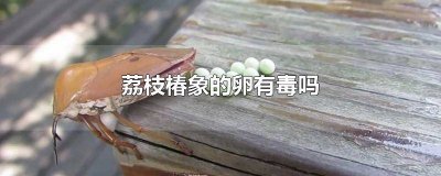 ​荔枝椿若虫 荔枝椿象用什么药防治