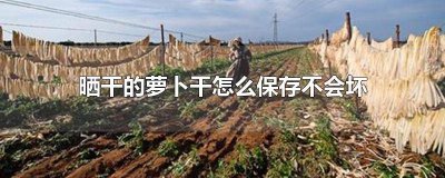 ​萝卜干怎么晾晒干 晒干的萝卜干能保存多长时间