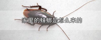​蟑螂是从什么时候开始有的 蟑螂是从什么时候有的